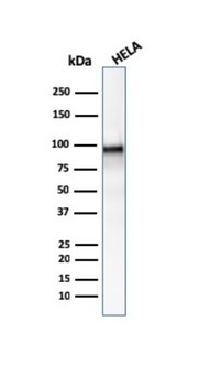 CTNNB1 Antibody