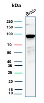 CTNNB1 Antibody