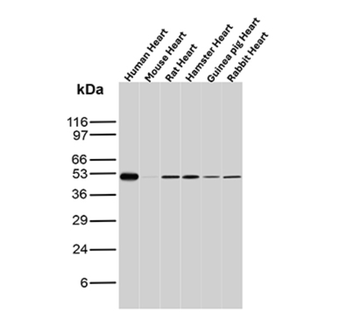 DES Antibody