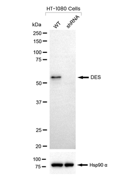 DES Antibody
