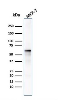 AKT1 Antibody