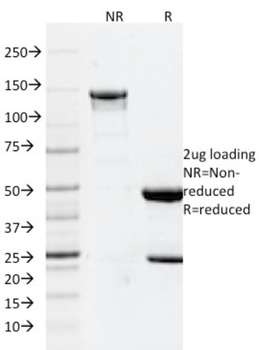 GFAP Antibody