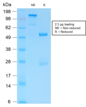 GFAP Antibody