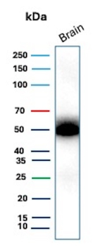 GFAP Antibody