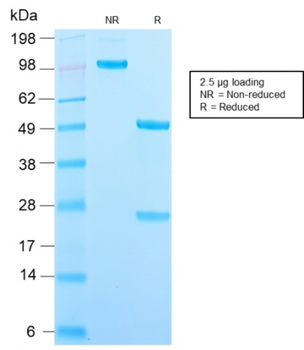 CD209 Antibody