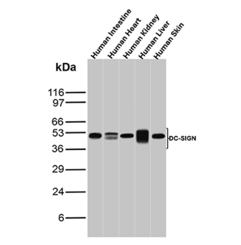 CD209 Antibody