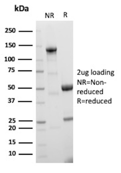CD209 Antibody