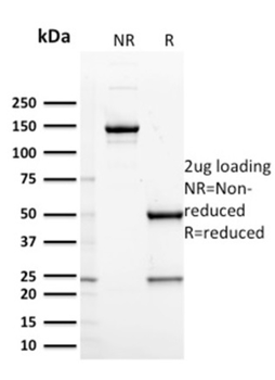 IL7R Antibody