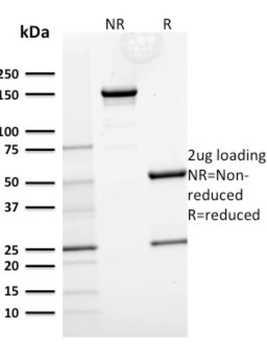 KRT15 Antibody