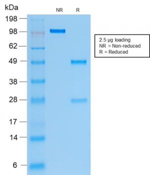 KRT19 Antibody