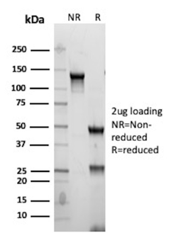 KRT19 Antibody