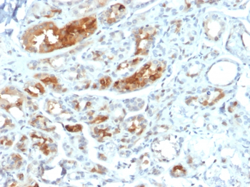 SCGB2A2 Antibody