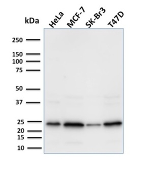 SCGB2A2 Antibody