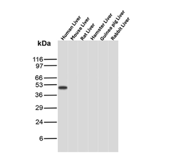 ODC1 Antibody