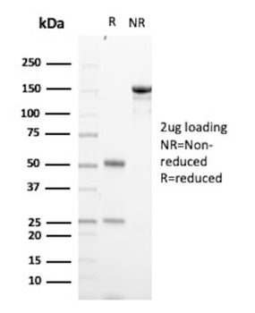 ODC1 Antibody