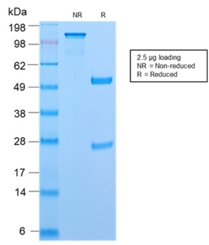 PTPRC Antibody