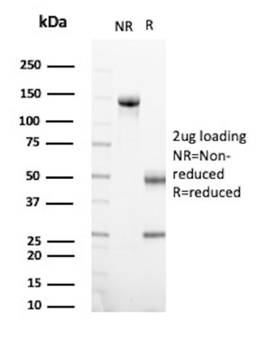 PTPRC Antibody