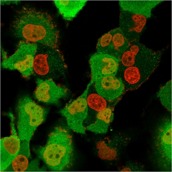 S100A4 Antibody