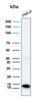 S100A4 Antibody
