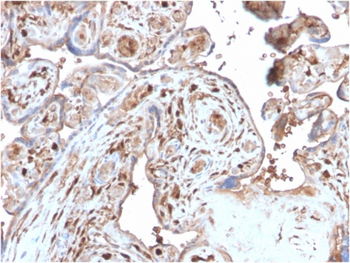 S100A4 Antibody
