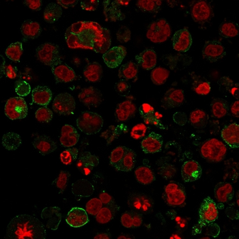 SLC2A1 Antibody