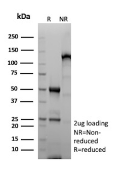 SOX10 Antibody