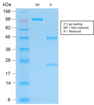 UCHL1 Antibody