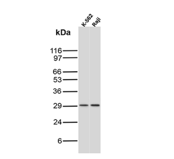 BCL10 Antibody