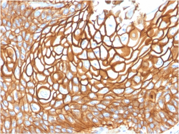 CD9 Antibody