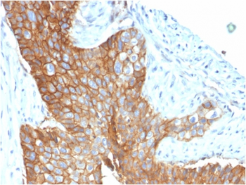 CD9 Antibody