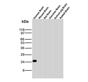 CD9 Antibody