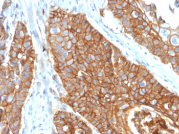 CD9 Antibody