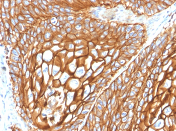 CD9 Antibody