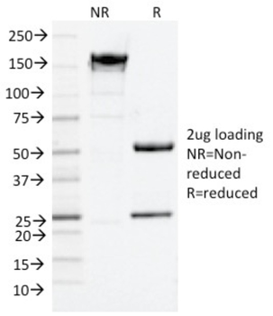 CD9 Antibody