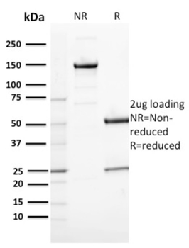 MVP Antibody