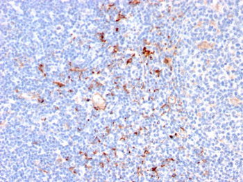 MVP Antibody