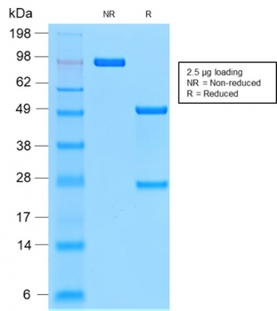 CD44 Antibody
