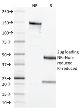 CD68 Antibody
