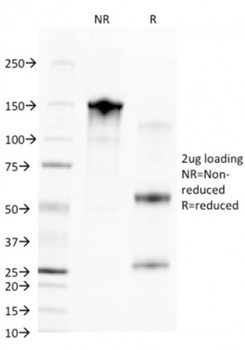 CD68 Antibody