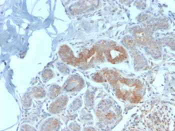 MVP Antibody