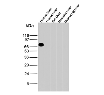 ALB Antibody