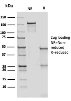 CD209 Antibody