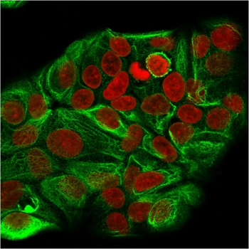 KRT15 Antibody