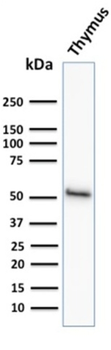 KRT15 Antibody