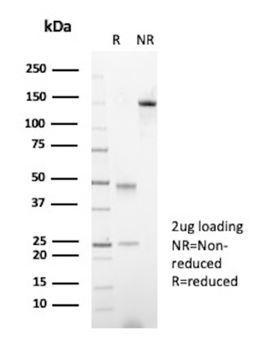 KRT15 Antibody