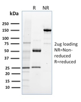 NRF1 Antibody