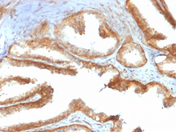 YBX1 Antibody