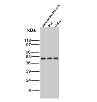YBX1 Antibody