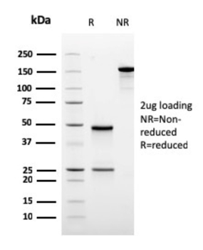 ODC1 Antibody