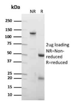 PDCD1 Antibody